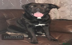 Cane Corso dogs for sale: Male cane corso - Image 6