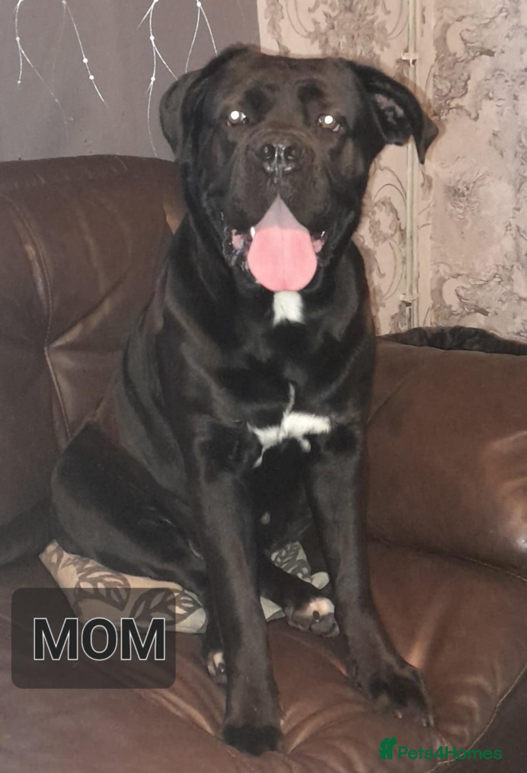 Cane Corso dogs for sale: Male cane corso - Image 6