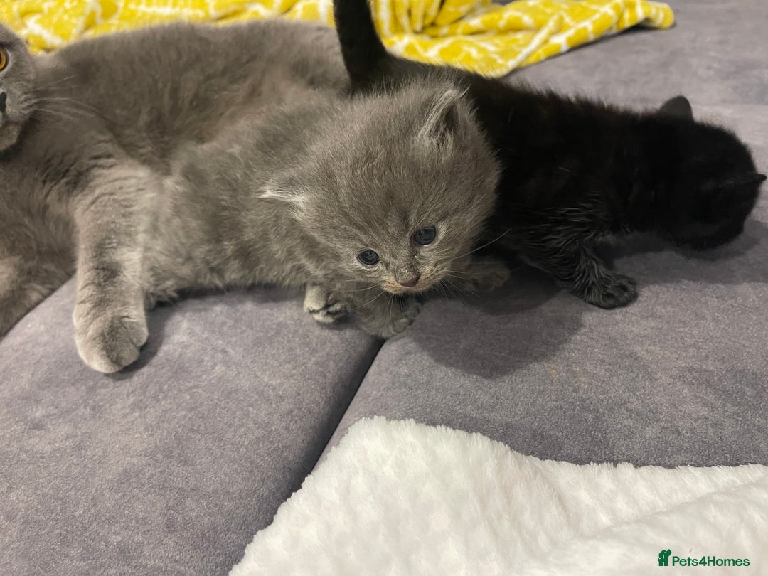 Bombay cats for sale: 🐱 British Bombay Male Kitten for Sale🐱 - Advert 3