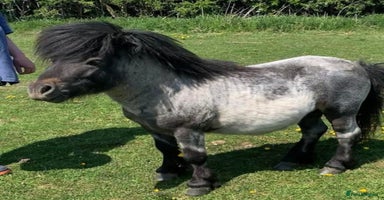 Shetland pony horses - Advert 1
