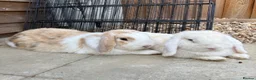 Mini Lop rabbits for sale: Bonded buns needing a new home - Advert 1