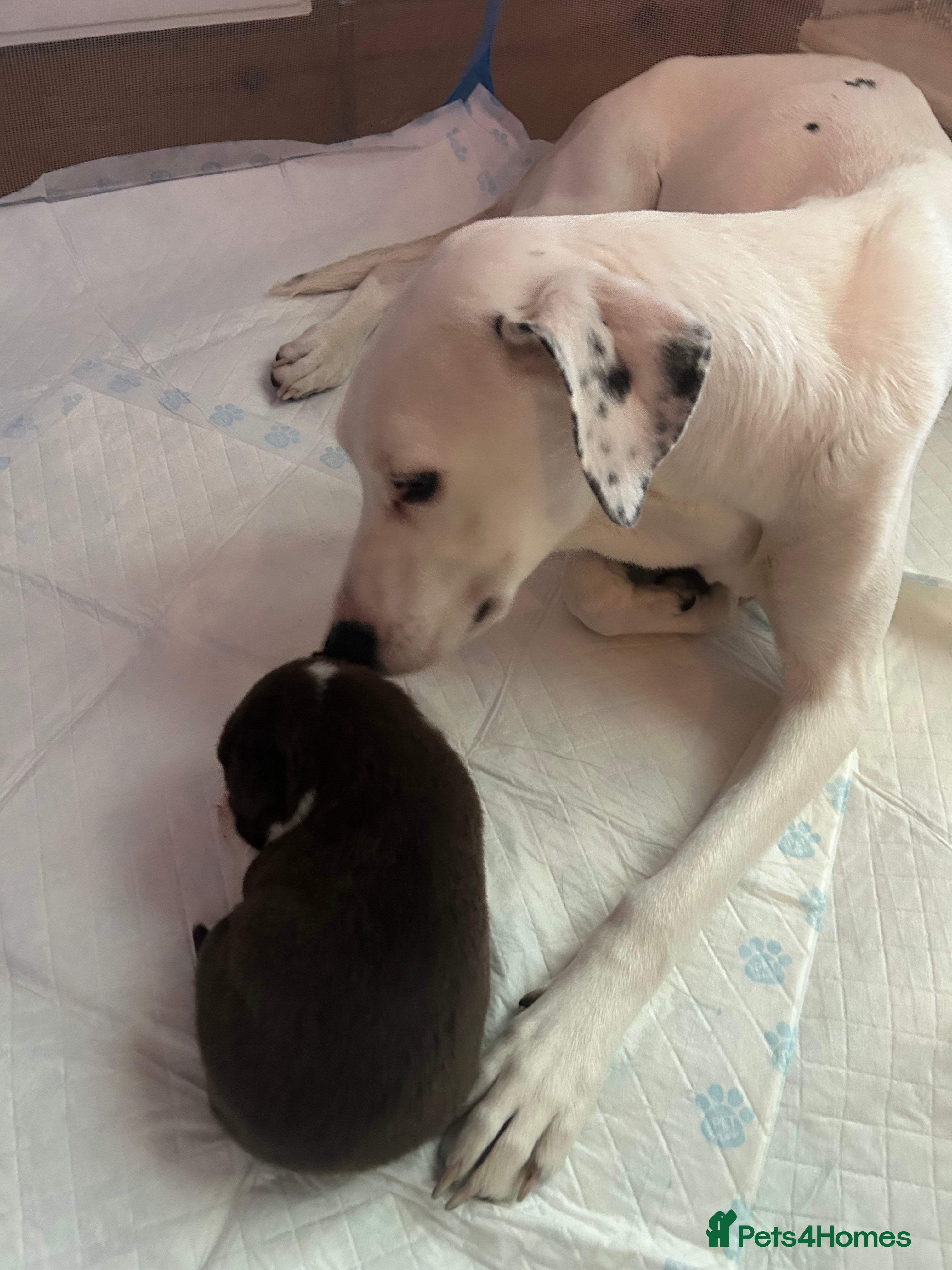 Mixed Breed dogs Beautiful German Shepherd x Dalmatian babies in Scunthorpe - Advert 1