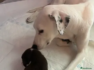 Mixed Breed dogs Beautiful German Shepherd x Dalmatian babies in Scunthorpe - Advert 1