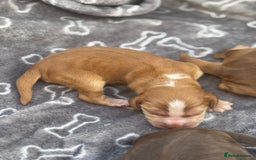 Cocker Spaniel dogs for sale: Show cocker spanials - Image 9