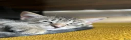 Mixed Breed cats for sale: Puuurfectly Adorable Kittens  - Advert 21