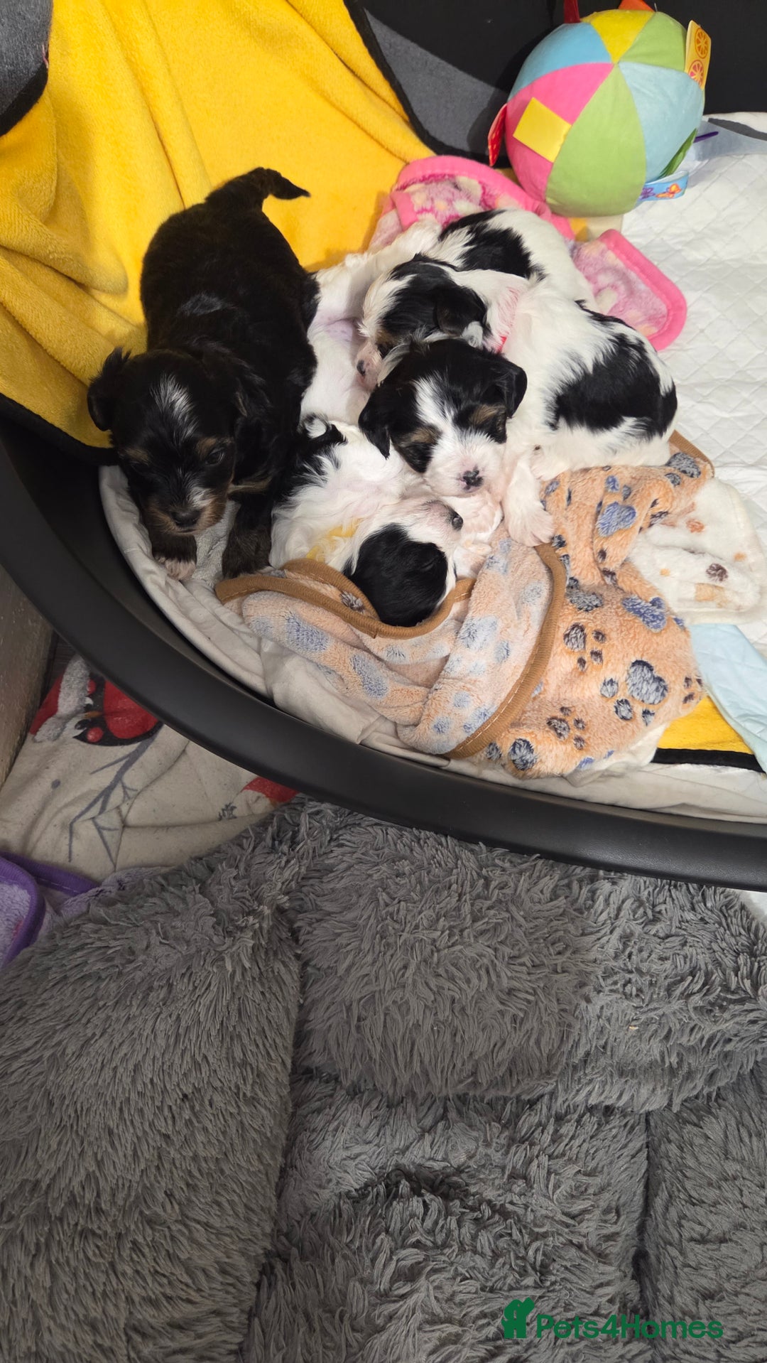 Biewer Terrier dogs for sale: Biewer Yorkshire Terrier  - Image 3