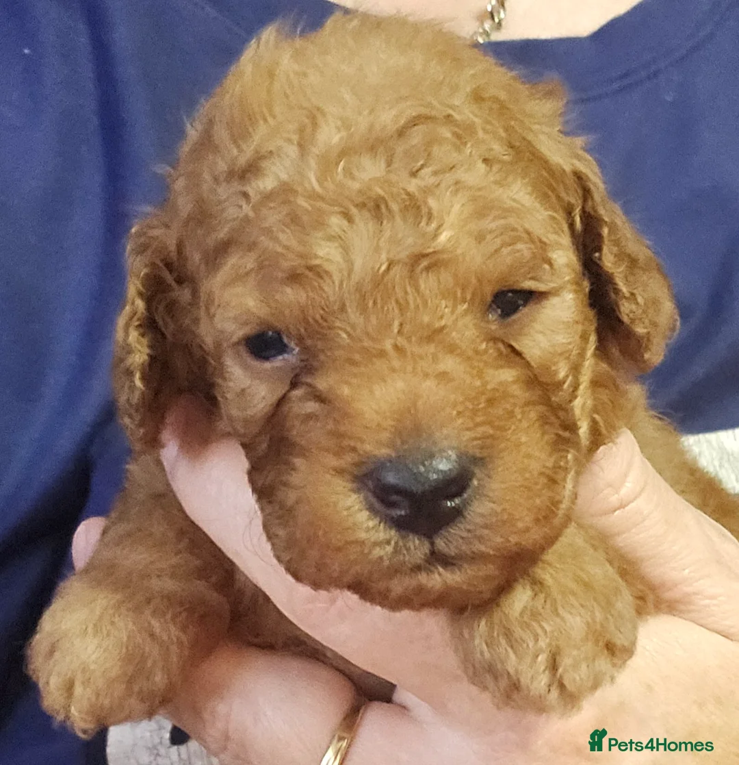 Toy Poodle dogs for stud: Stunning kc health tested toy poodle for stud - Advert 7