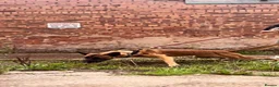 Belgian Shepherd Dog dogs for sale: Exceptional Male Herder  - Advert 4