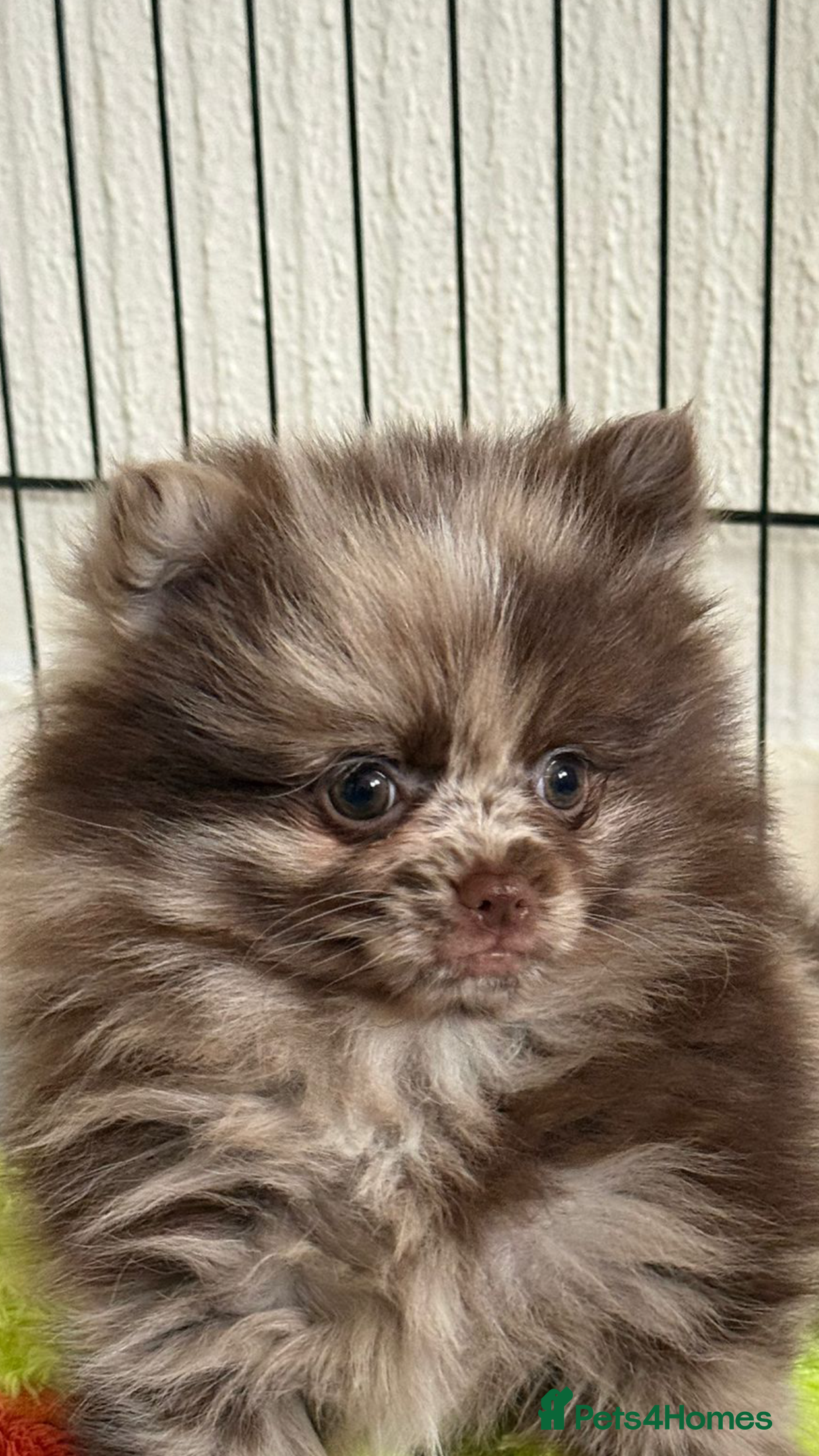Pomeranian dogs BEAUTIFUL K.C REGISTERED POMEERIAN GIRL READY NOW - Advert 5