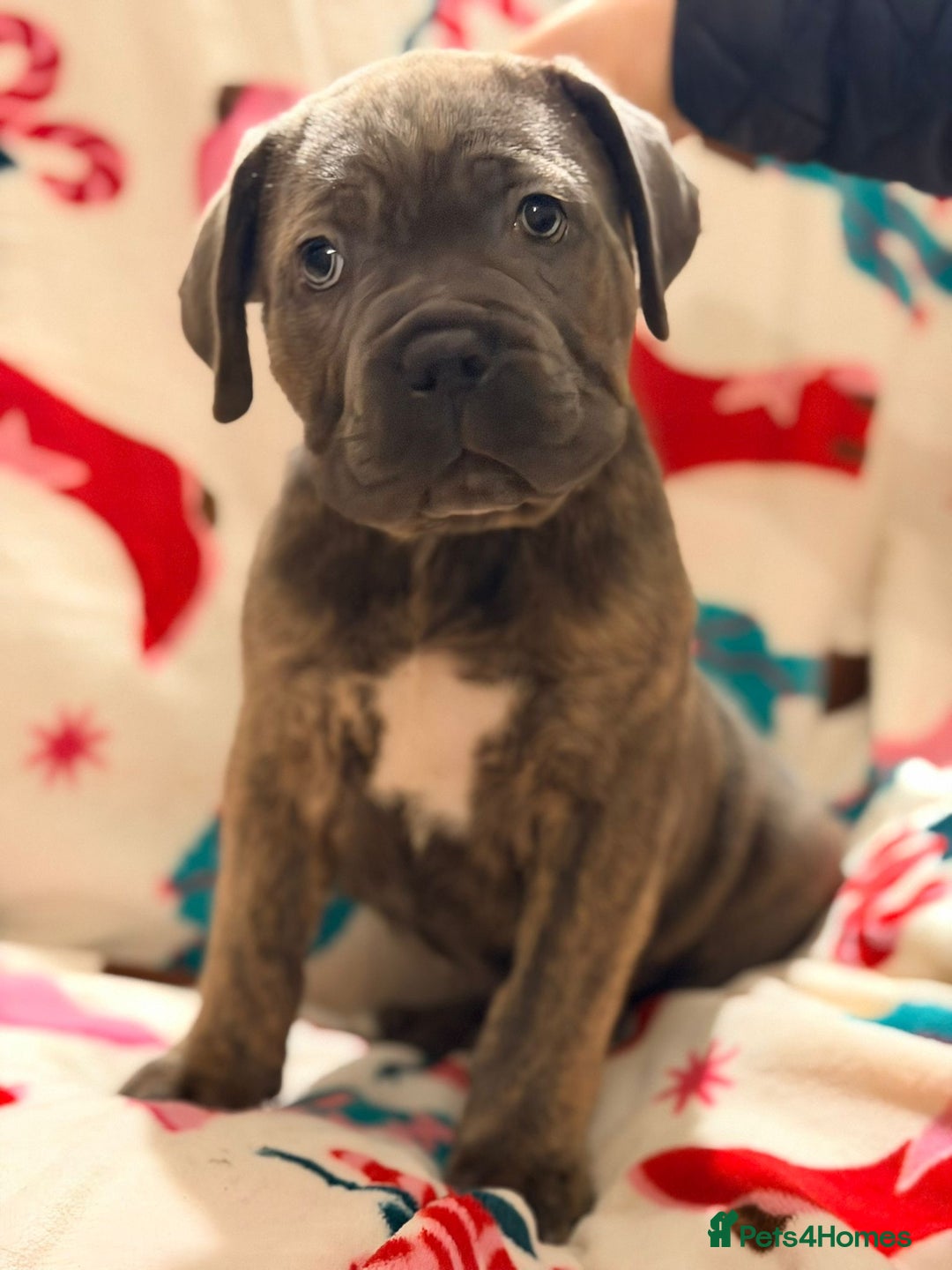 Cane Corso dogs for sale: 🐾 Stunning Cane Corso Puppies Available NOW ! 🐾 - Advert 11