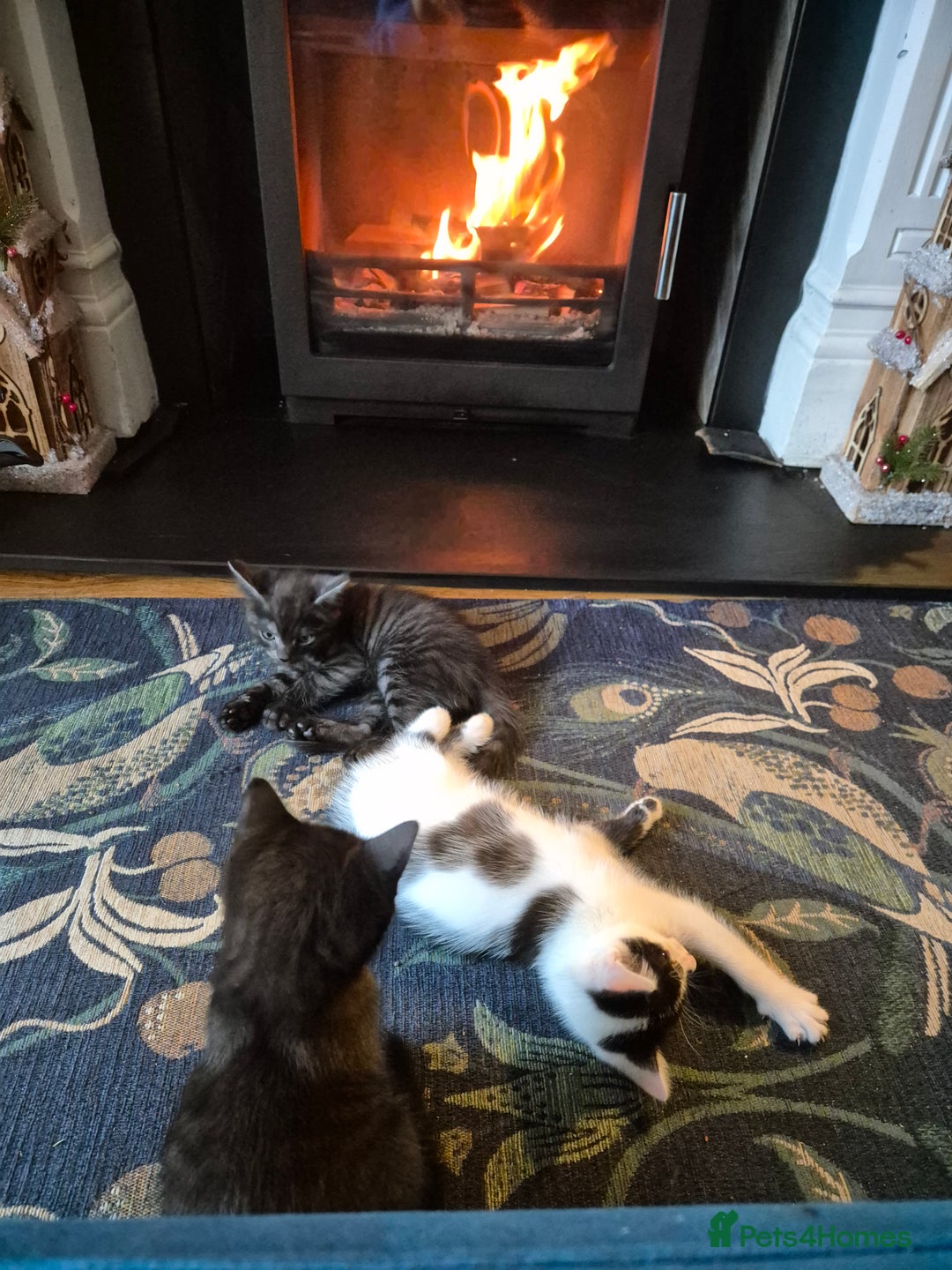 Mixed Breed cats for sale: 9 week old kittens both boys. Black & white/black - Advert 2