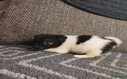 Mixed Breed dogs for sale: Pomeranian cross puppies ready now - Image 27