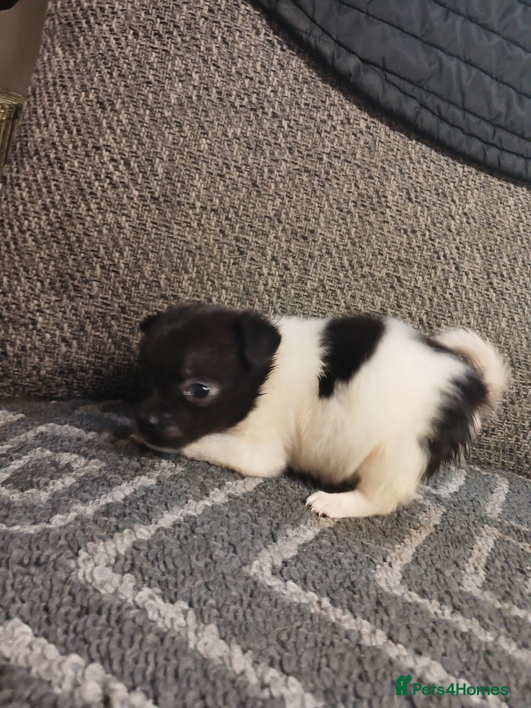 Mixed Breed dogs for sale: Pomeranian cross puppies ready now - Image 27