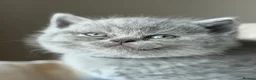British Shorthair cats for sale: GCCF Pedigree British Shorthair Kittens -blue/grey - Advert 10