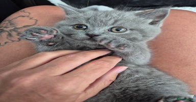 British Shorthair cats - Advert 1