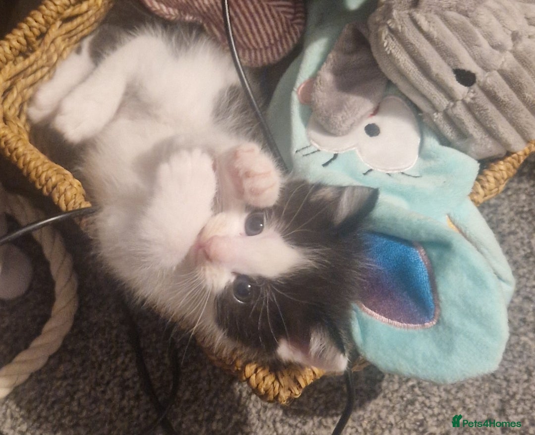 American Shorthair cats for sale: Kittens for sale - Image 6