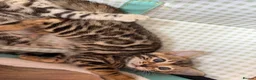 Bengal cats for sale: BEAUTIFUL BABY BENGALS FOR SALE  - Advert 11