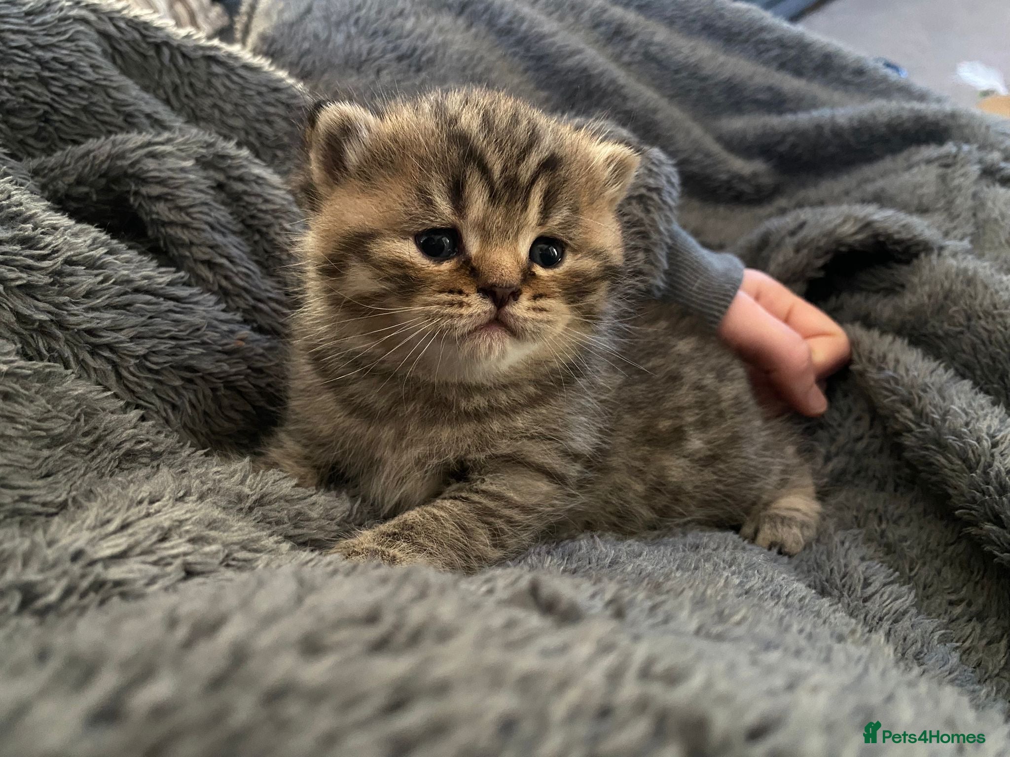 British Shorthair cats Classic spotted tabby boy Cinnamon carrier - Advert 6
