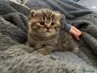 British Shorthair cats Classic spotted tabby boy Cinnamon carrier - Advert 6