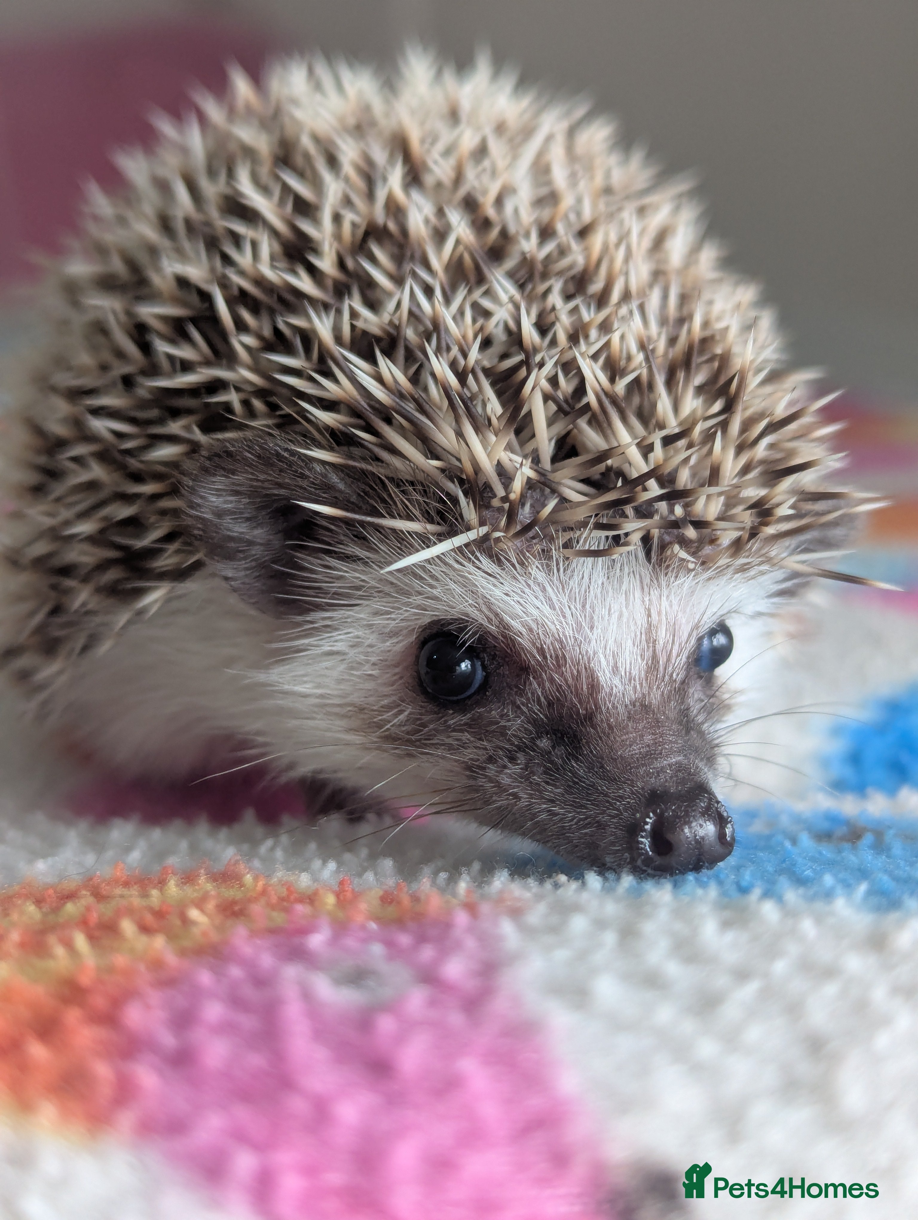 Pygmy Hedgehog rodents Beautiful Hoglets Ready for 5* Homes - Advert 3