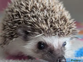 Pygmy Hedgehog rodents Beautiful Hoglets Ready for 5* Homes - Advert 3