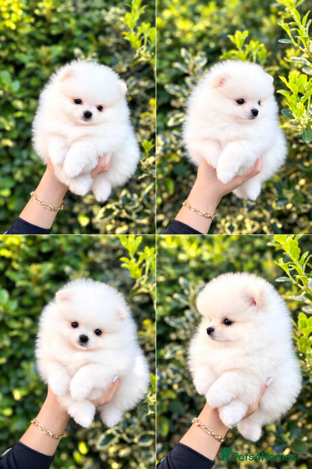 Pomeranian dogs for sale: Stunning Fluffy Pomeranian Puppies – 4 Left - Advert 25
