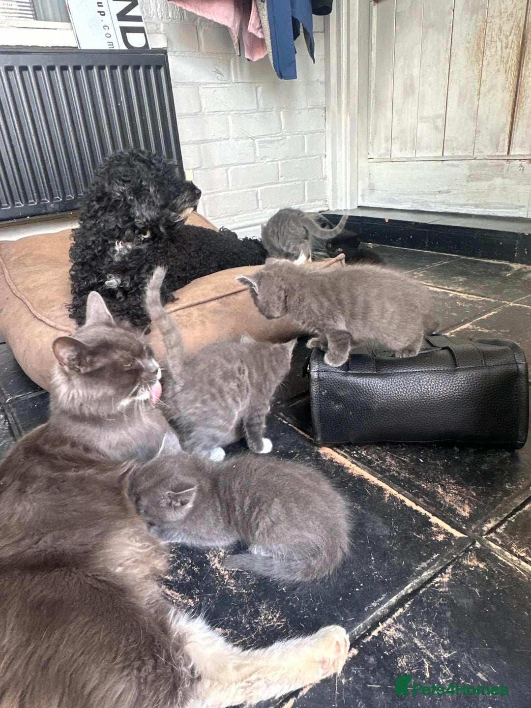 British Shorthair cats for sale: British blue cross  - Image 3
