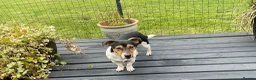 Jack Russell dogs for stud: Tri Coloured Jack Russell  - Advert 8