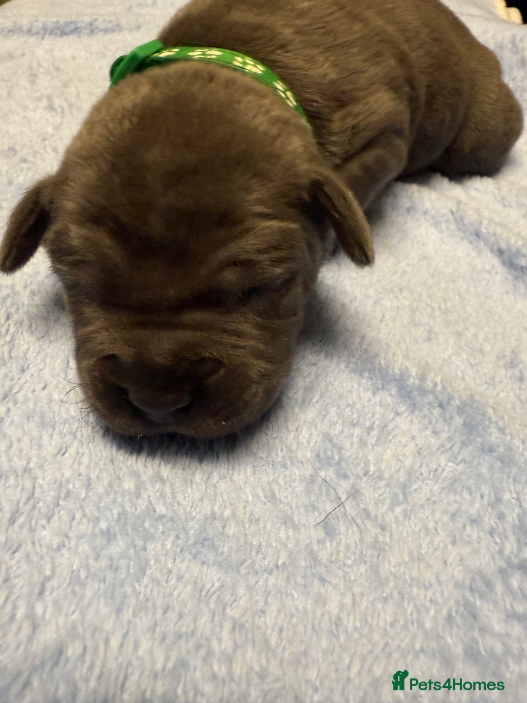 Staffordshire Bull Terrier dogs for sale: Blue Staffordshire bull terrier staffy  - Advert 8