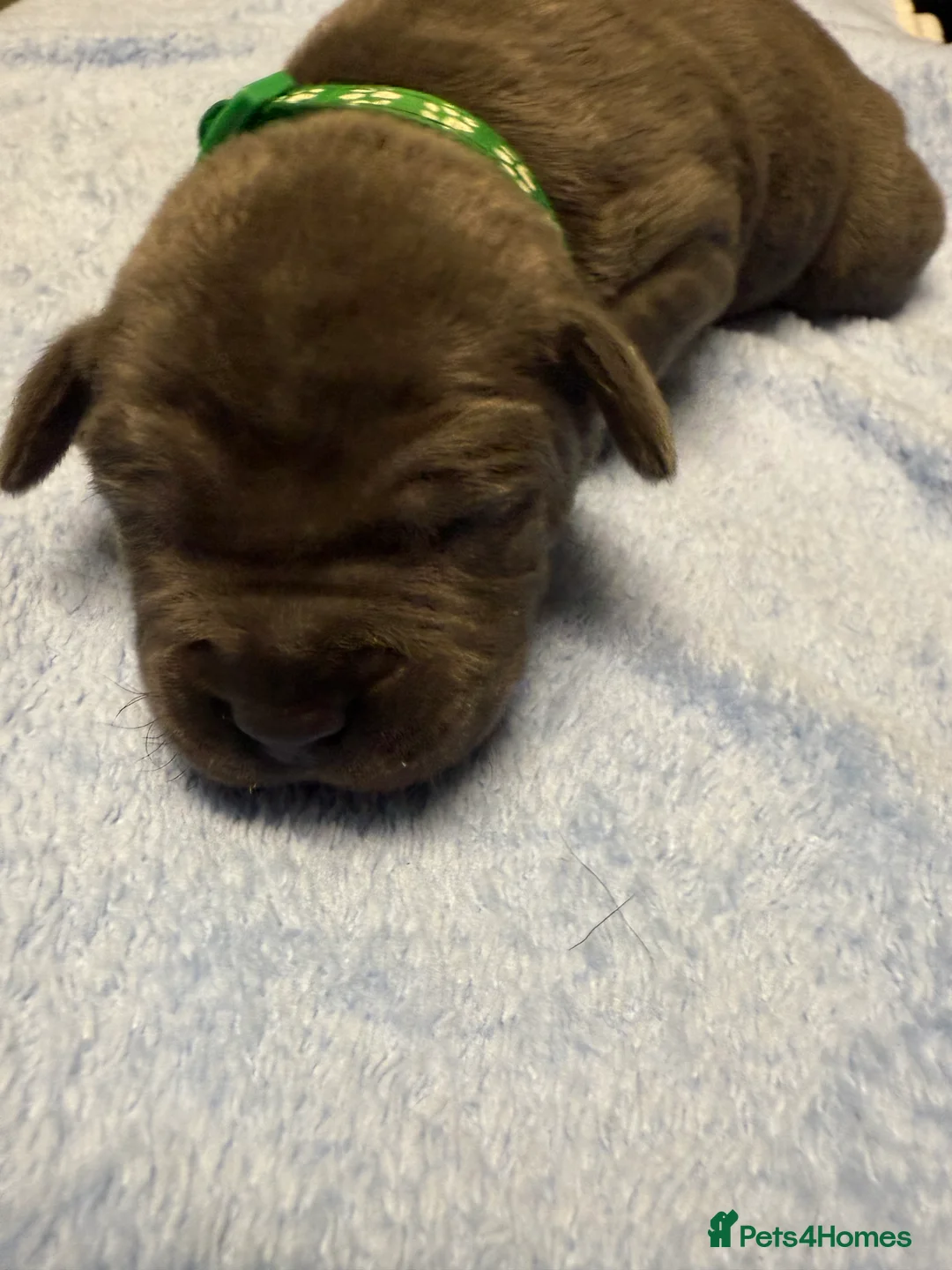 Staffordshire Bull Terrier dogs for sale: 1 female  Blue Staffordshire bull terrier staffy - Advert 16