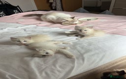 Ragdoll cats for sale: Girl ragdoll kittens  - Image 12