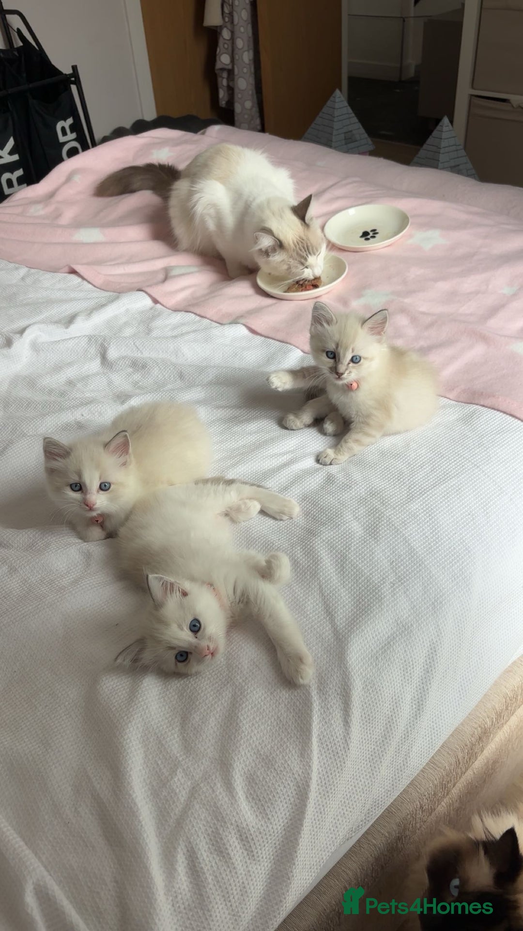 Ragdoll cats for sale: Girl ragdoll kittens  - Image 12