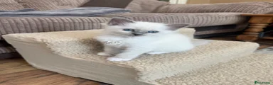 Ragdoll 5
