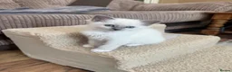 Ragdoll cats for sale: Beautiful blue point radgdoll kittens  - Advert 3