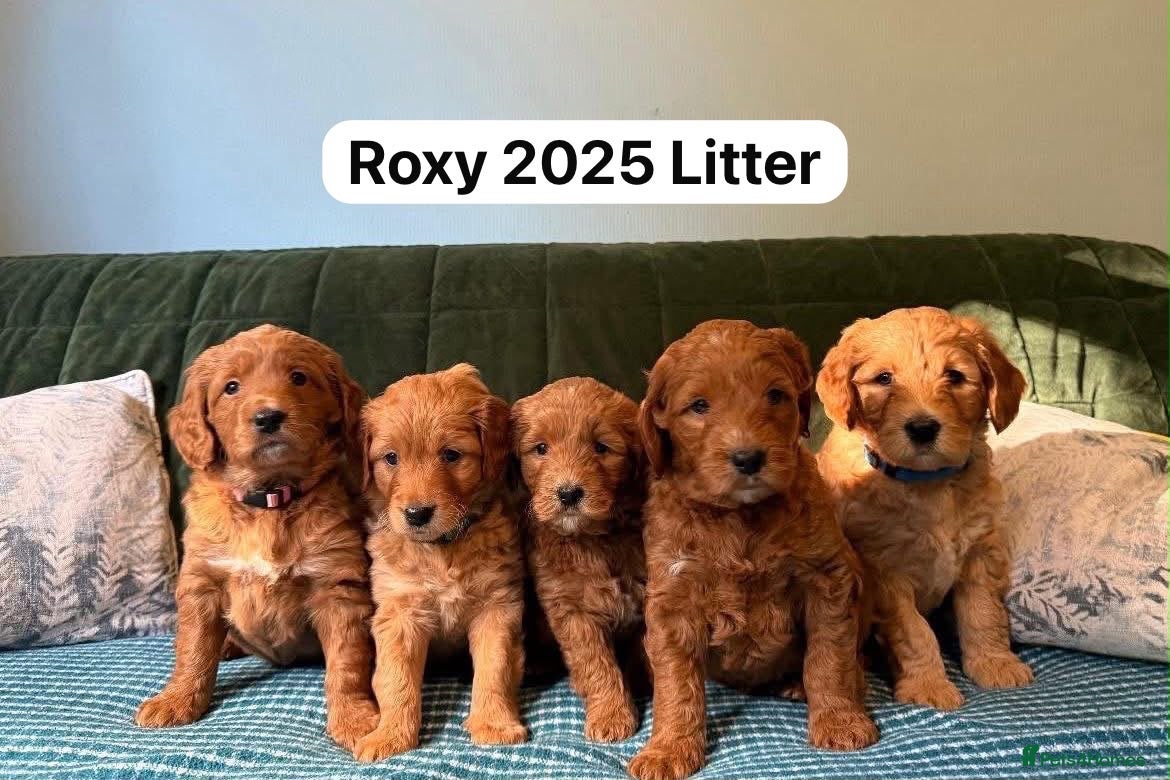 Mixed Breed dogs Mini Golden Doodle X - Advert 2