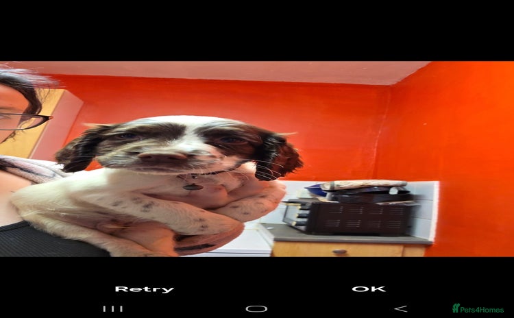 English Springer Spaniel dogs English springer spaniel  - Advert 16