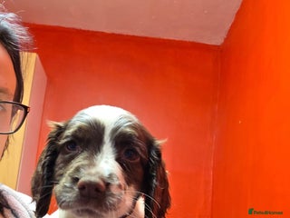 English Springer Spaniel dogs for sale: English springer spaniel - Advert 1
