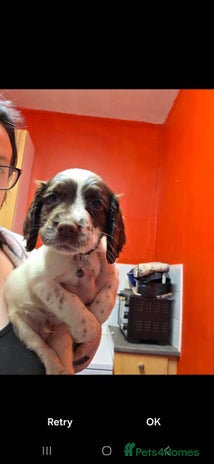 English Springer Spaniel dogs English springer spaniel - Advert 1