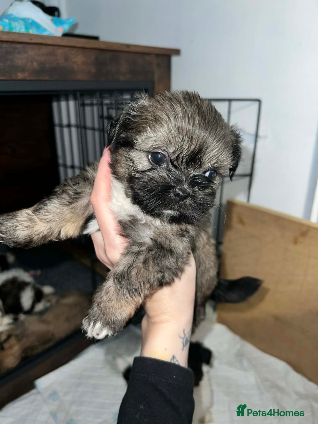 Zuchon dogs for sale: Bichon x Westie x Shih zu  - Advert 12