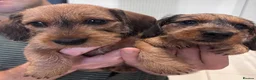 Miniature Dachshund dogs for sale: Miniature dachshund Wirehaired  - Advert 19