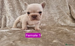 French Bulldog dogs for sale: French Bulldog Puppies  - Image 21