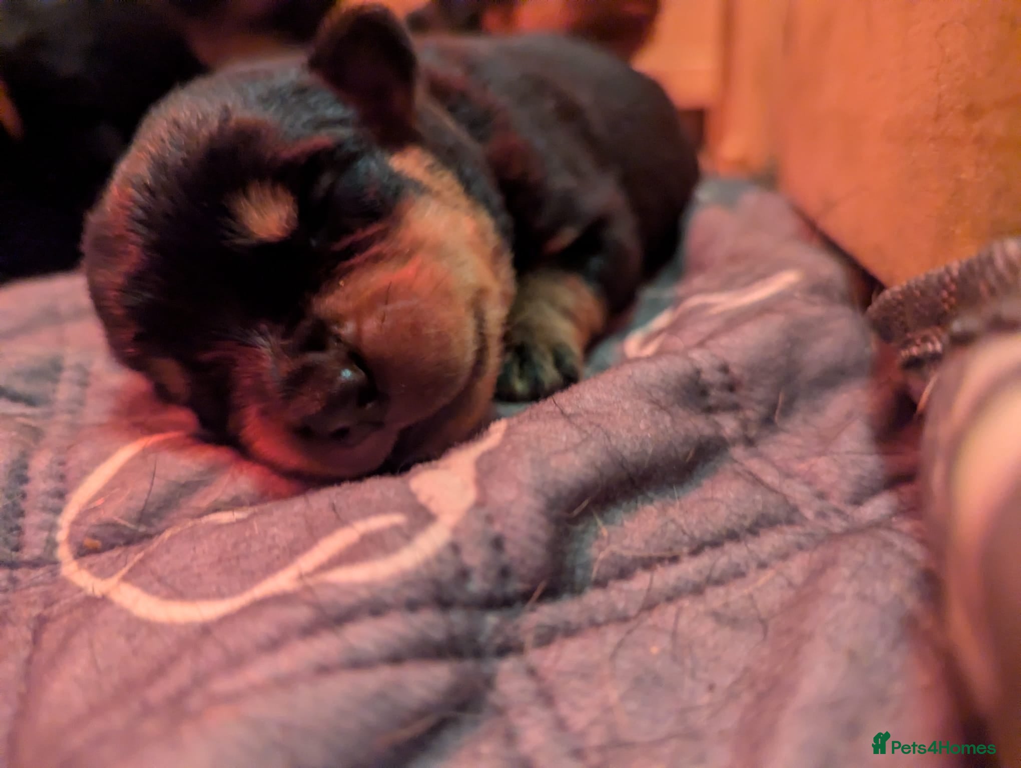 Rottweiler dogs 🐾 Stunning KC Registered Rottweiler Puppies  - Advert 15