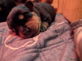 Rottweiler dogs 🐾 Stunning KC Registered Rottweiler Puppies - Advert 15