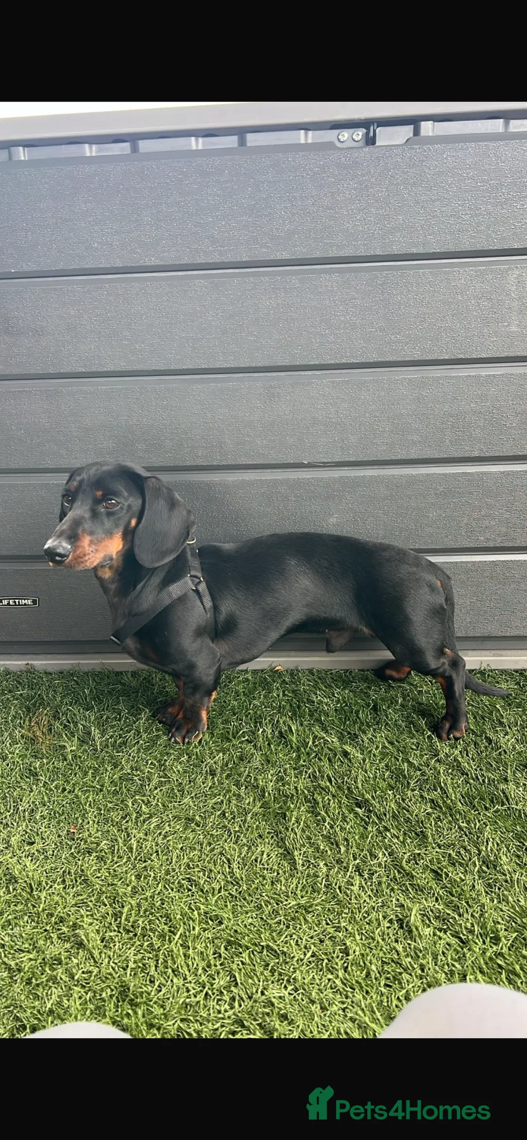 Miniature Dachshund dogs for sale: 13 months old miniature dashhound boy  in Neath - Advert 2