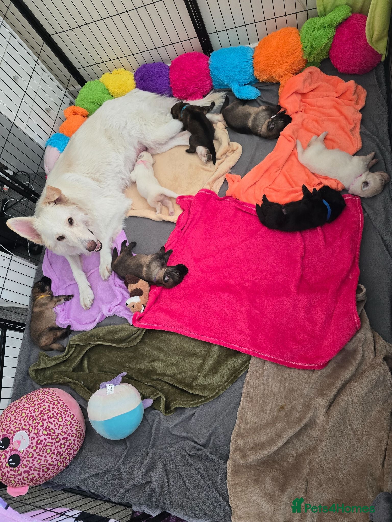 German Shepherd dogs Proud to Announce Lunas beautiful first litter 💕 - Advert 2