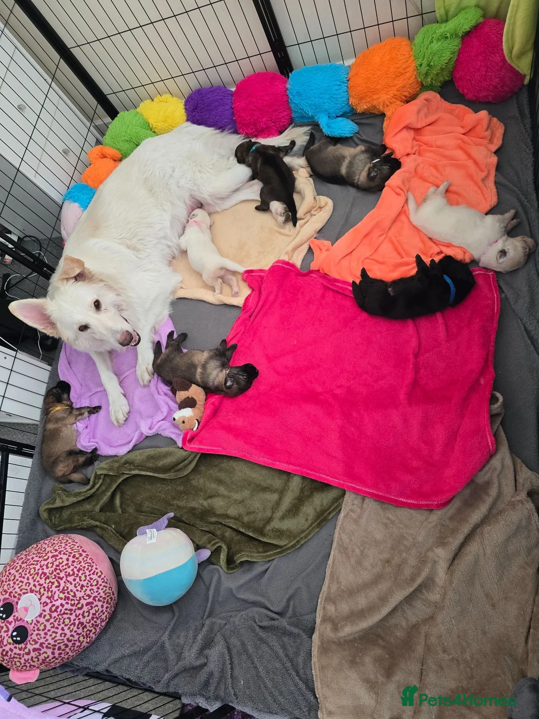 German Shepherd dogs for sale: Proud to Announce Lunas beautiful first litter 💕 - Advert 1