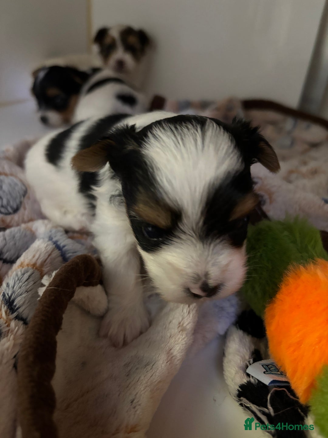 Yorkshire Terrier dogs for sale: Beautiful Yorkshire biewer terrier - Image 11