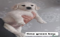 Labradoodle dogs for sale: Beautiful labradoodle pups  - Image 12
