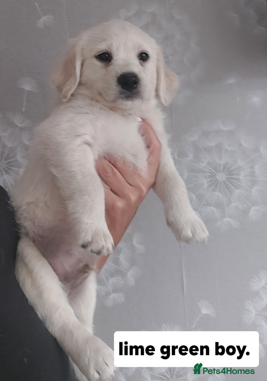 Labradoodle dogs for sale: Beautiful labradoodle pups  - Image 12