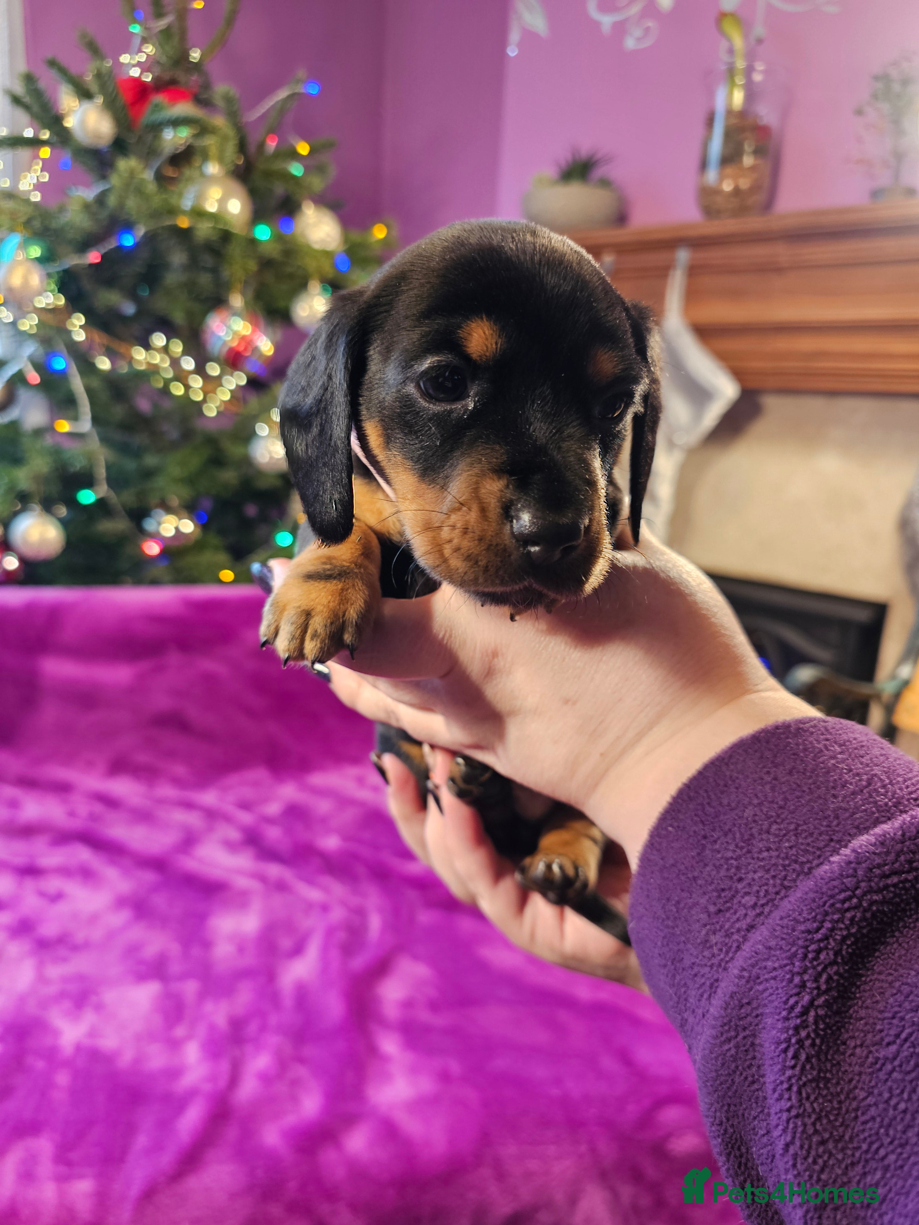 Miniature Dachshund dogs Two Miniature Dachshund Boys Left! - Advert 4